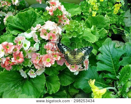 Sailboat Polite (latin Papilio Polytes). The Wingspan Is 8-10 Cm. The Butterfly Lives In The Humid T