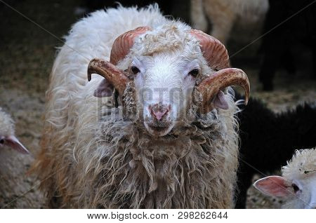 Portrait Of A White Sheep Of Skudde Breed With Strongly Bent Horns