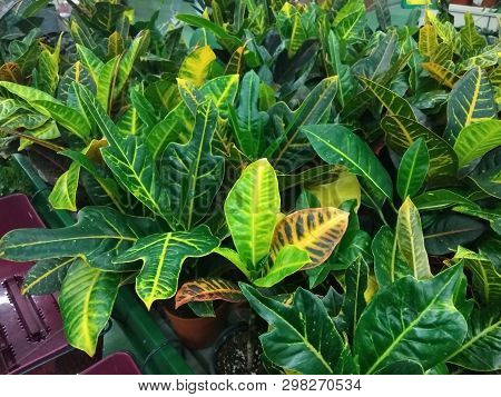 Croton In The Hypermarket Of Garden Plants. Croton In Hypermarket Houseplants.