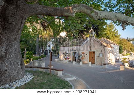 Mlini, Croatia - April 2019: Old Sycamore Tree And Souvernir Shop By The Old Old Church In Mlini.