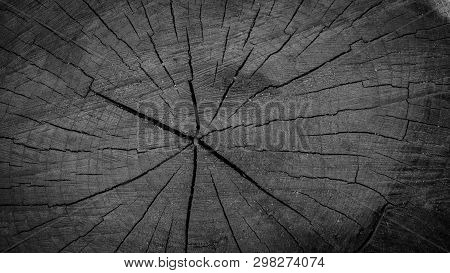 Cut Of A Tree As A Background Texture For Artists