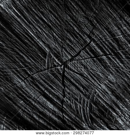 Cut Of A Tree As A Background Texture For Artists