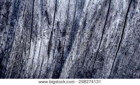 Cut Of A Tree As A Background Texture For Artists