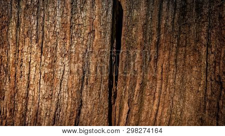 Cut Of A Tree As A Background Texture For Artists