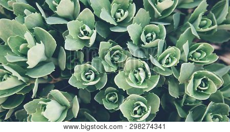 Green Grass Texture. Rosetta Stonecrop Or Sedum Rosetta. Beautiful Abstract Nature  Background For C