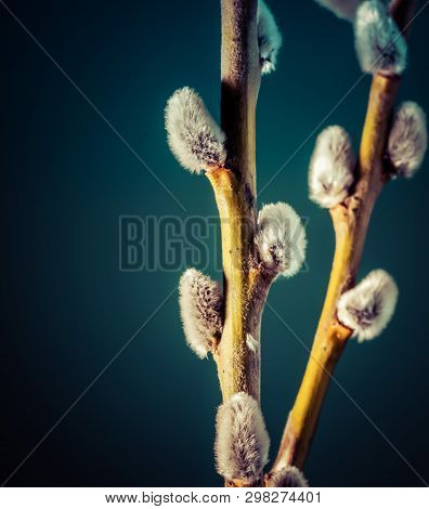 Willow Twigs Bloom In The Trees, Spring Has Come