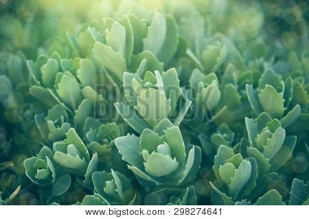 Green Grass Texture. Rosetta Stonecrop Or Sedum Rosetta. Beautiful Abstract Nature  Background For C