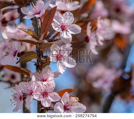 Flowers Bloom On Fruit Trees, Spring Has Come