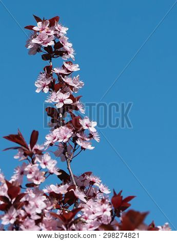 Flowers Bloom On Fruit Trees, Spring Has Come