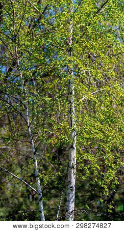 Birch Trees Grow In A Recreation Park
