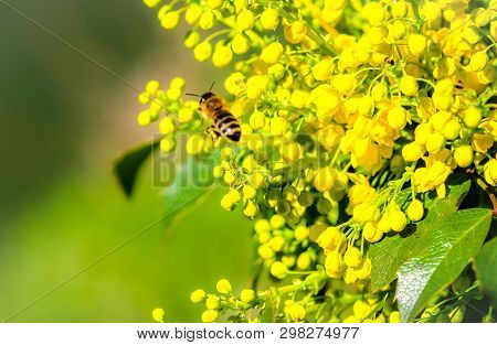 Yellow Flowers Bloom In The Trees, Spring Has Come