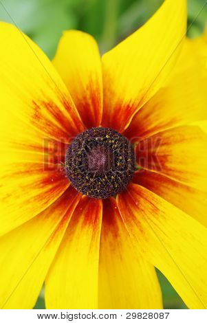 Gerbera květ