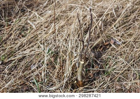 Inoculation In The Spring Of Apple Trees In Raspis. Crossbreeding