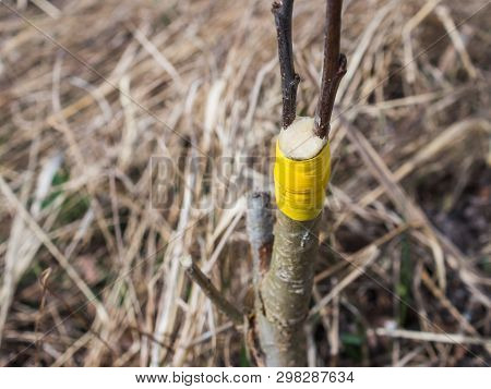 Inoculation In The Spring Of Apple Trees In Raspis. Crossbreeding