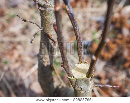 Inoculation In The Spring Of Apple Trees In Raspis. Crossbreeding