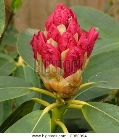 Rhododendron
