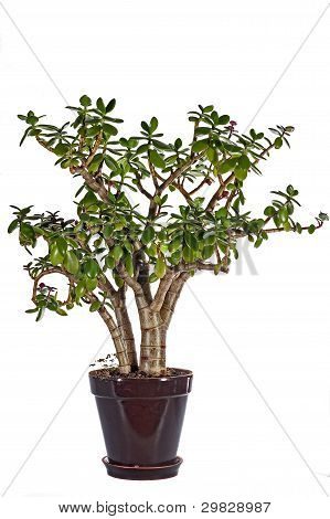 Baum