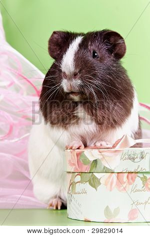 Meerschweinchen und Geschenk