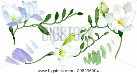 White Freesia Floral Botanical Flowers. Watercolor Background Illustration Set. Isolated Freesia Ill