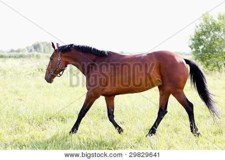 Pferd