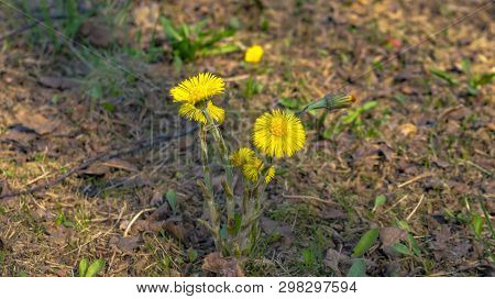 The Medical Flower Of A Coltsfoot In April