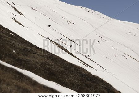 Tatras, Goats On Top