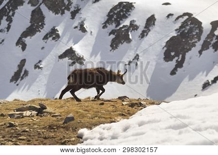 Tatras, Goats On Top