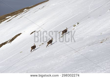 Tatras, Goats On Top