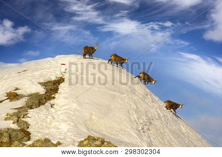 Tatras, Goats On Top