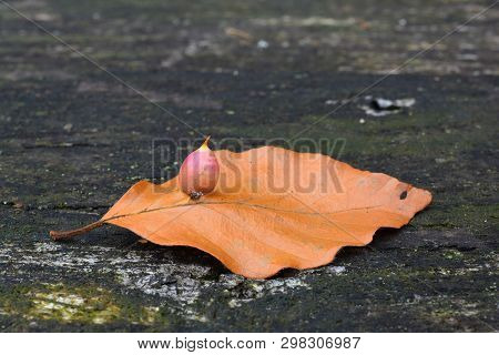 Beech Gall Midge's Or Gall Gnat's Cocoon Close Up, Side View