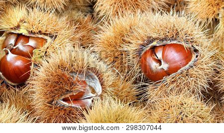 Background Of Chestnut With Cupule In Autumn