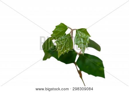 Dark Green Leaves Of Monstera Or Split Leaf Philodendron The Tropical Foliage Plant Isolated On Whit