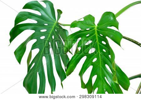 Dark Green Leaves Of Monstera Or Split Leaf Philodendron The Tropical Foliage Plant Isolated On Whit