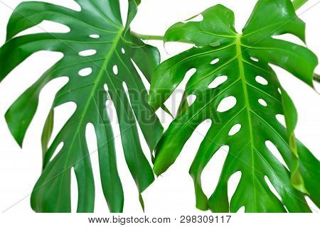 Dark Green Leaves Of Monstera Or Split Leaf Philodendron The Tropical Foliage Plant Isolated On Whit