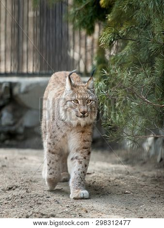 Eurasian Lynx (lynx Lynx) Wild Cat Occurring From Northern, Central And Eastern Europe To Central As