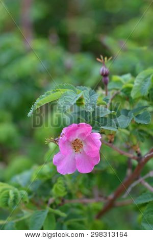 Pink Alpine Rose Flower - Latin Name - Rosa Pendulina