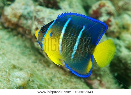 Queen Angelfish
