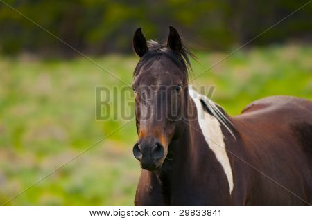 Horses