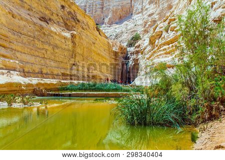  Creek Zin flows through the canyon Ein Avdat in the Negev desert. Scenic caves in the sandstone slopes of the gorge. Wonderful spring in Israel. The concept of ecological, active and phototourism