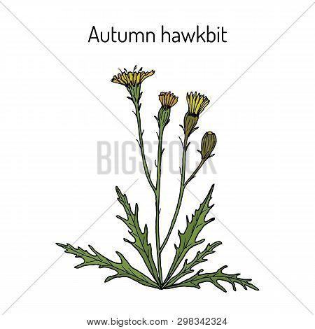 Autumn Hawkbit Scorzoneroides Autumnalis , Or Fall Dandelion, Medicinal Plant. Hand Drawn Botanical 