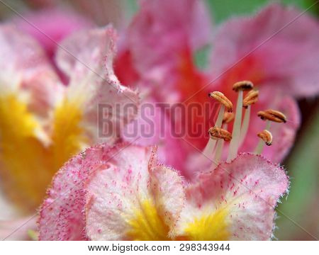 Blurry Pink And Coral Chestnut Tree Blossom Macro. Long Stamens.