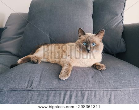 Beautiful Colorpoint Blue-eyed Cat Lying On Couch Sofa Looking In Camera. Fluffy Hairy Domestic Pet 
