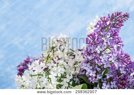 Branches Of Violet Lilac Flowers On Blue Sky Background. Natural Floral Fon Or Postcard. Spring Conc