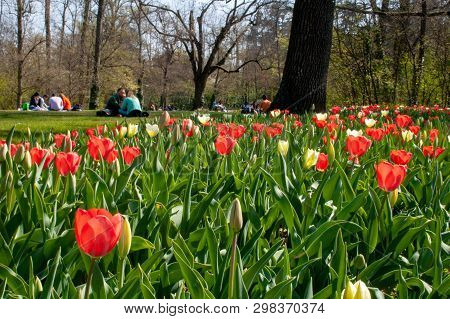 People Relaxing On The Green Grass Enjoying Nature Among Beautiful White, Pink And Purple Tulips Wit