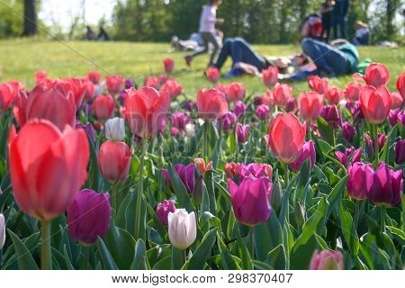 People Relaxing On The Green Grass Enjoying Nature Among Beautiful White, Pink And Purple Tulips Wit