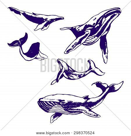 Whale Drawing With A Ballpoint Blue Pen. Set Of 
Illustrations On White Background