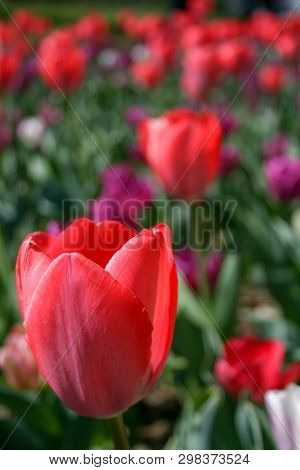 Beautiful Pink, Purple And White Tulips With Green Leaves, Blurred Background In Tulips Field Or In 