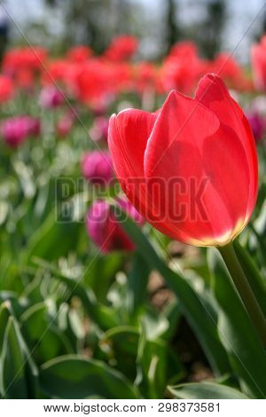 Beautiful Pink, Purple And White Tulips With Green Leaves, Blurred Background In Tulips Field Or In 