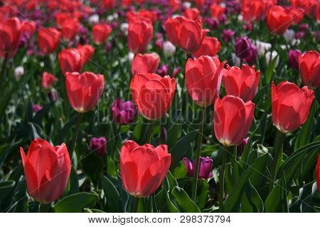 Beautiful Pink, Purple And White Tulips With Green Leaves, Blurred Background In Tulips Field Or In 