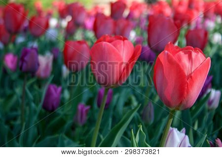 Beautiful Pink, Purple And White Tulips With Green Leaves, Blurred Background In Tulips Field Or In 